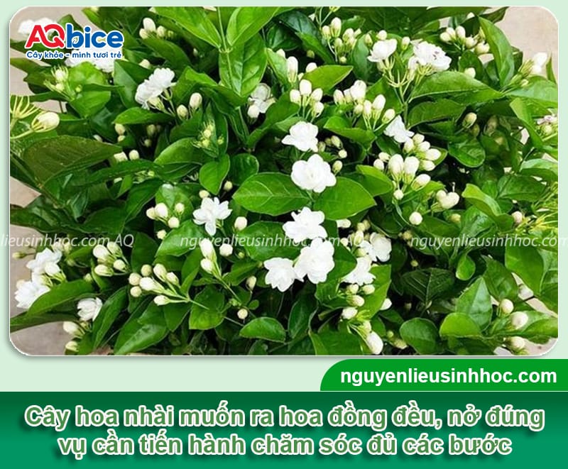 Hướng dẫn cách chăm hoa nhài ra nhiều hoa, bông nở đều đẹp