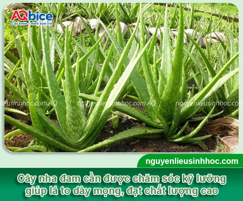 Cách chăm sóc cây nha đam cho lá dày mọng và ít xơ