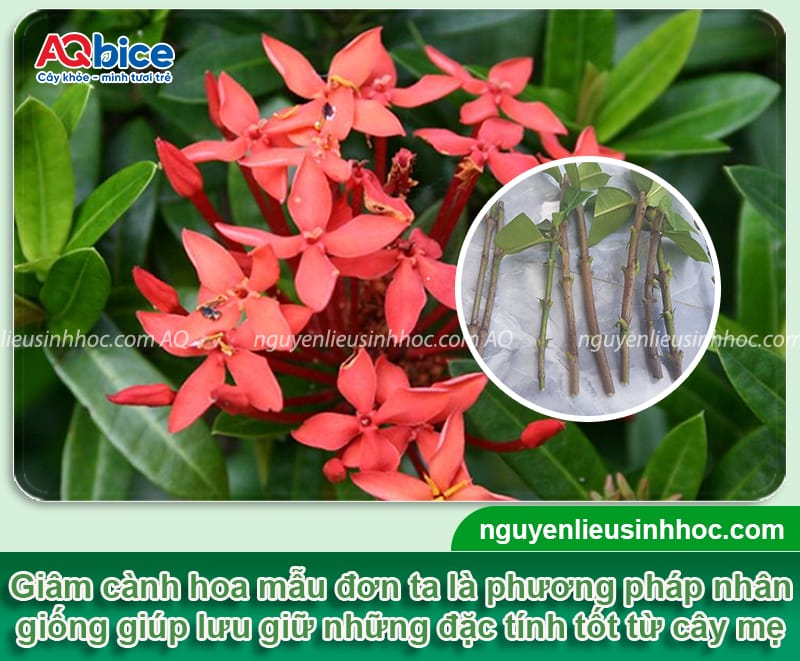 Hướng dẫn cách giâm cành hoa mẫu đơn nhanh bén rễ