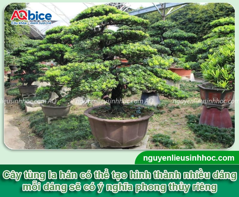 Cách tạo dáng cây tùng la hán cho ra dáng chuẩn, đẹp mắt