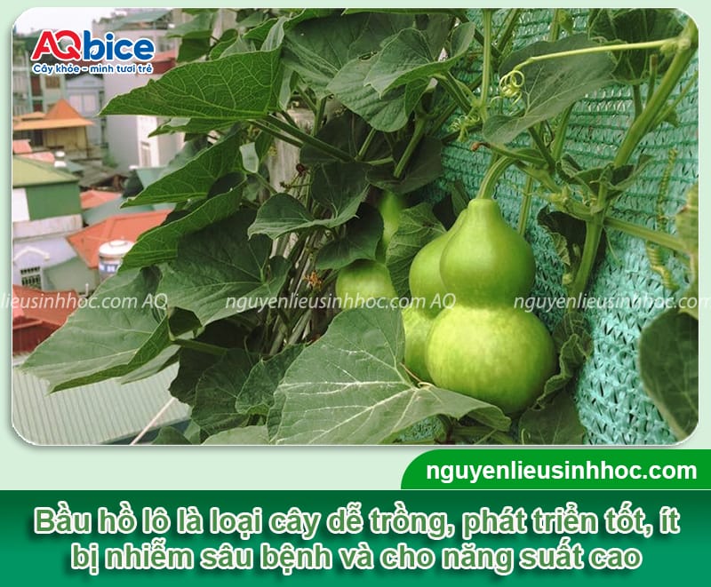 Trồng bầu hồ lô vừa lấy quả ăn, vừa để trang trí phong thủy