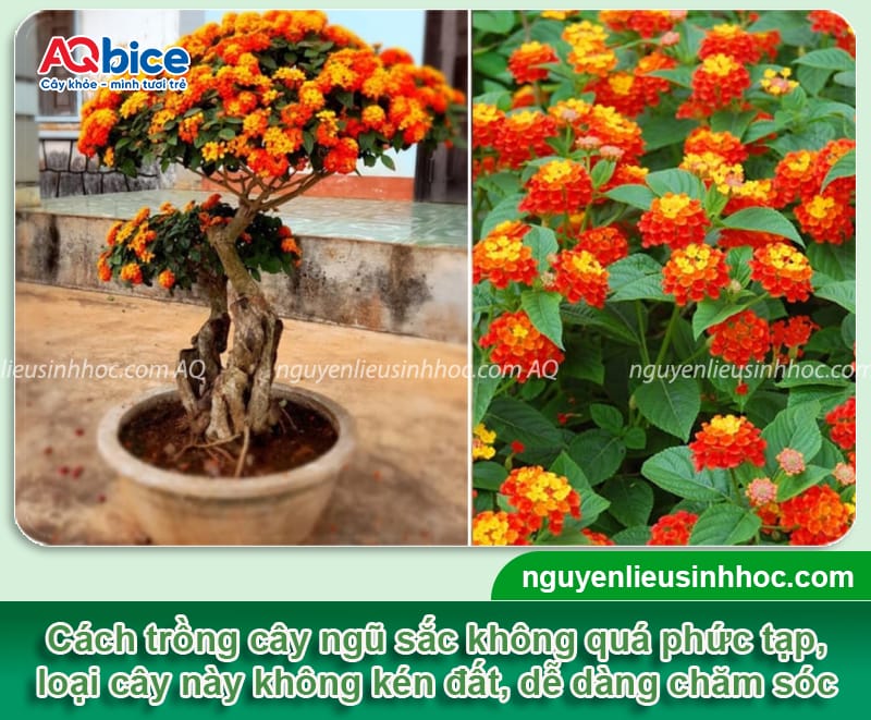 Hướng dẫn cách trồng cây hoa ngũ sắc bằng hạt và giâm cành