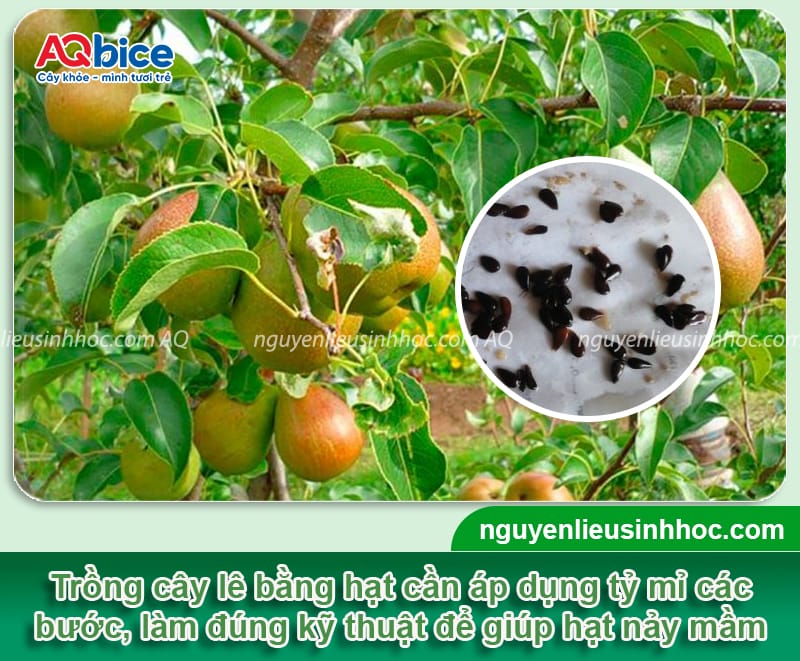 Cách trồng cây lê từ hạt cho cây khỏe mạnh, nhanh ra quả