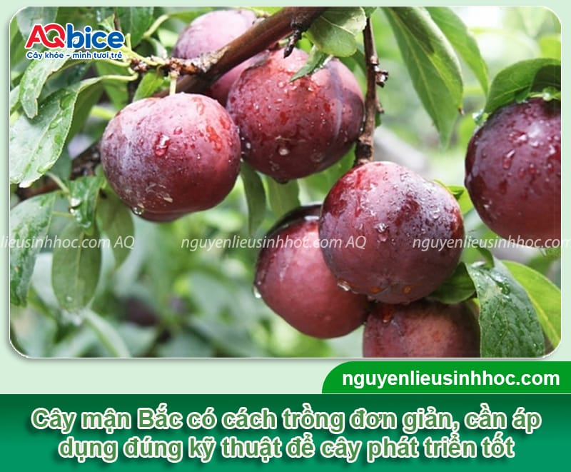 Hướng dẫn cách trồng cây mận Bắc lớn nhanh, cho sai trái