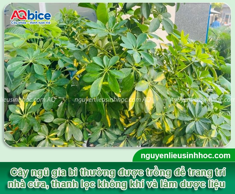 Hướng dẫn cách trồng cây ngũ gia bì lá xanh tốt, khỏe mạnh