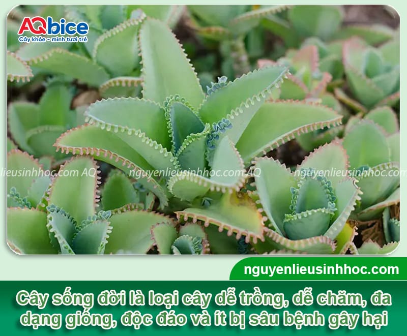 Cách trồng cây sống đời đơn giản tại nhà cho hoa đẹp rực rỡ