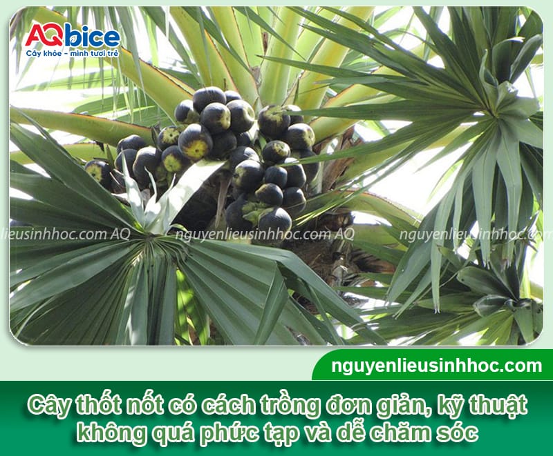Hướng dẫn cách trồng cây thốt nốt và chăm sóc đúng cách