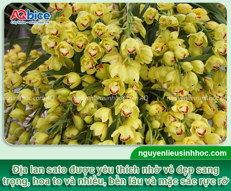 Cách trồng địa lan sato đúng kỹ thuật cho hoa đẹp, tươi lâu