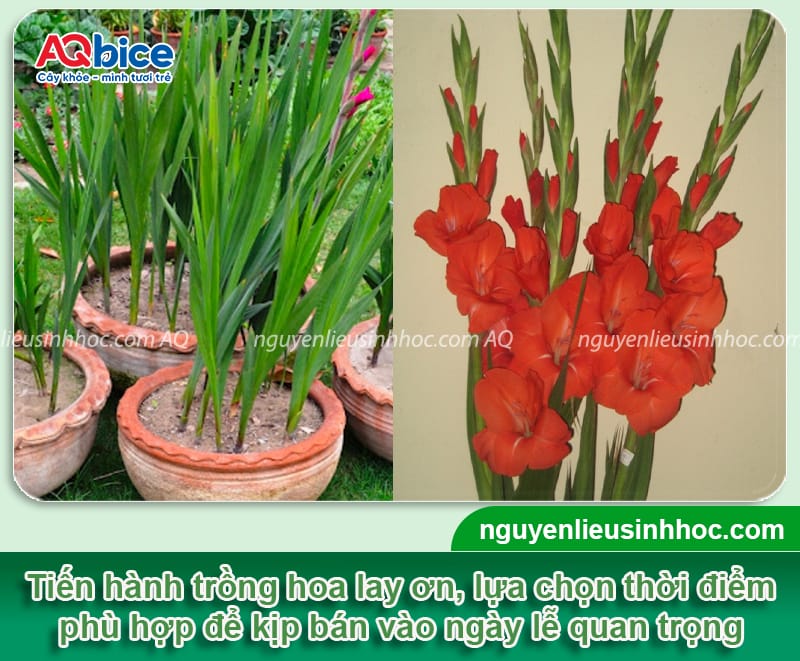 Hướng dẫn cách trồng hoa lay ơn tại nhà nở đúng dịp Tết 2026