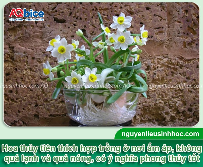 Hướng dẫn cách trồng hoa thủy tiên bằng thủy sinh và đất