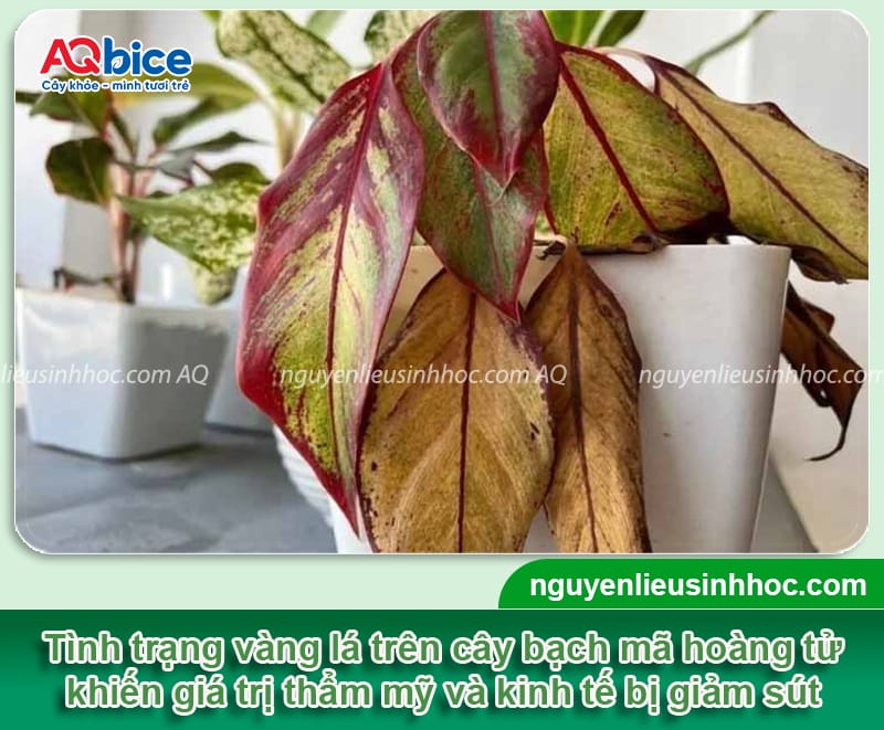 Phòng trừ cây bạch mã hoàng tử bị vàng lá bằng biện pháp an toàn