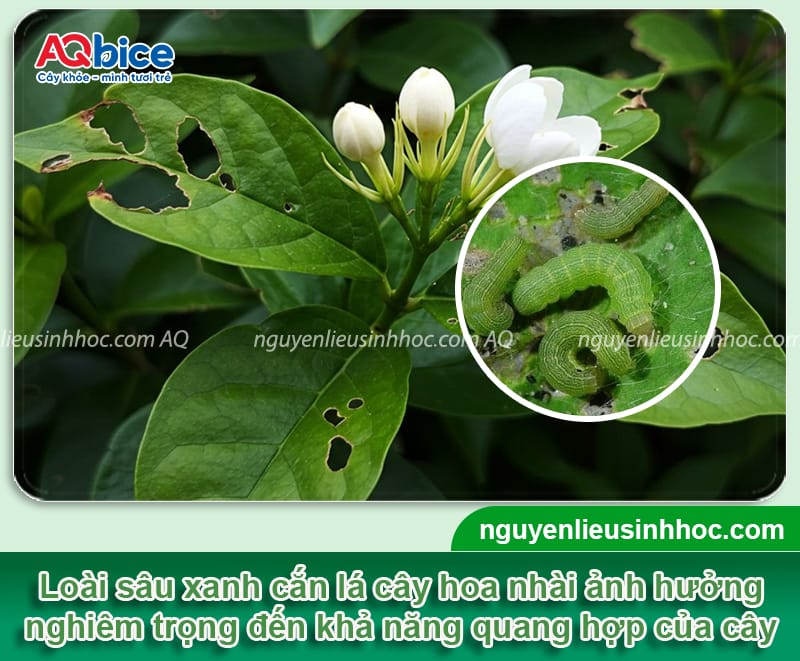 Cây hoa nhài bị sâu ăn lá: Dấu hiệu nhận biết và cách điều trị