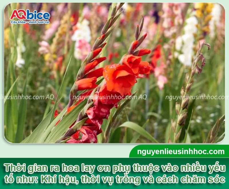 Hoa lay ơn bao nhiêu ngày ra hoa? Cách để hoa nhanh nở