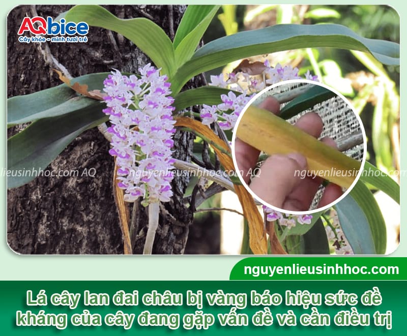 Nguyên nhân lan đai châu bị vàng lá và cách phòng trừ