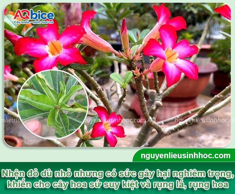 Thuốc trị nhện đỏ trên cây sứ an toàn, hiệu quả dứt điểm