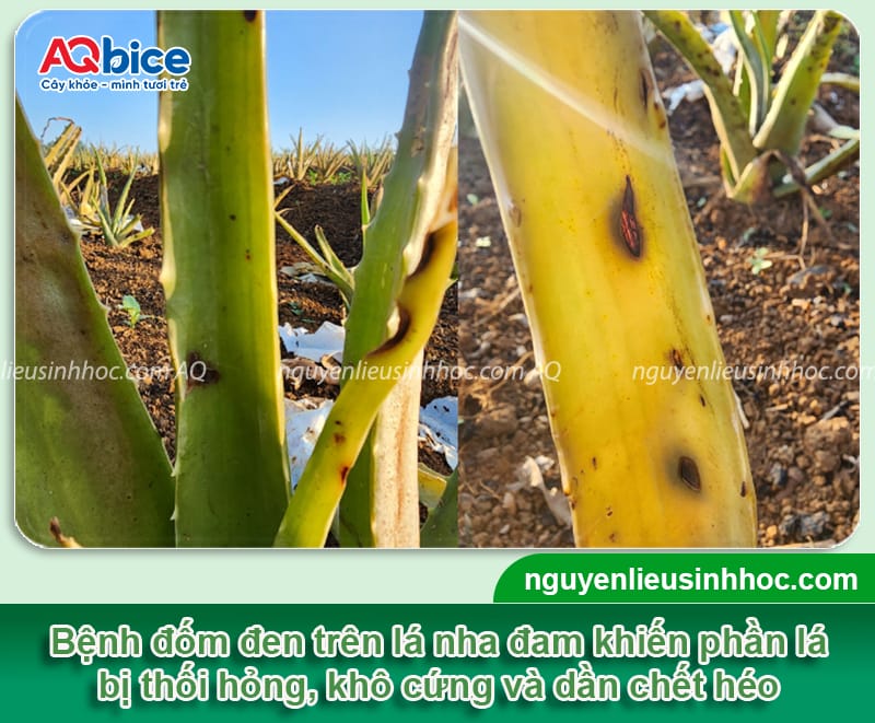 Nhận biết nha đam bị đốm đen và cách phòng trừ an toàn