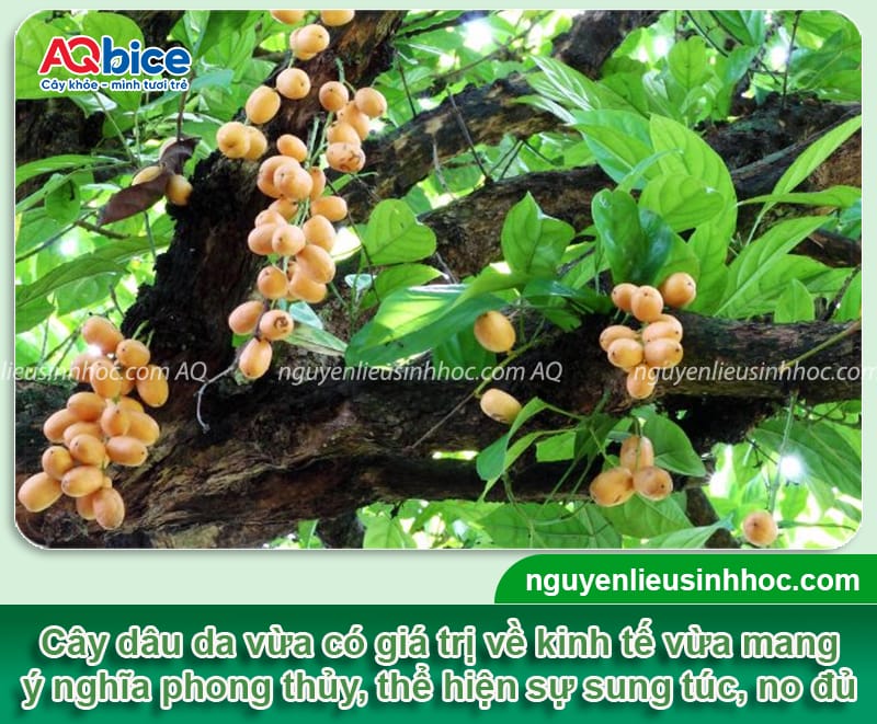 Trồng cây dâu da trước nhà có tốt không? Ý nghĩa phong thủy
