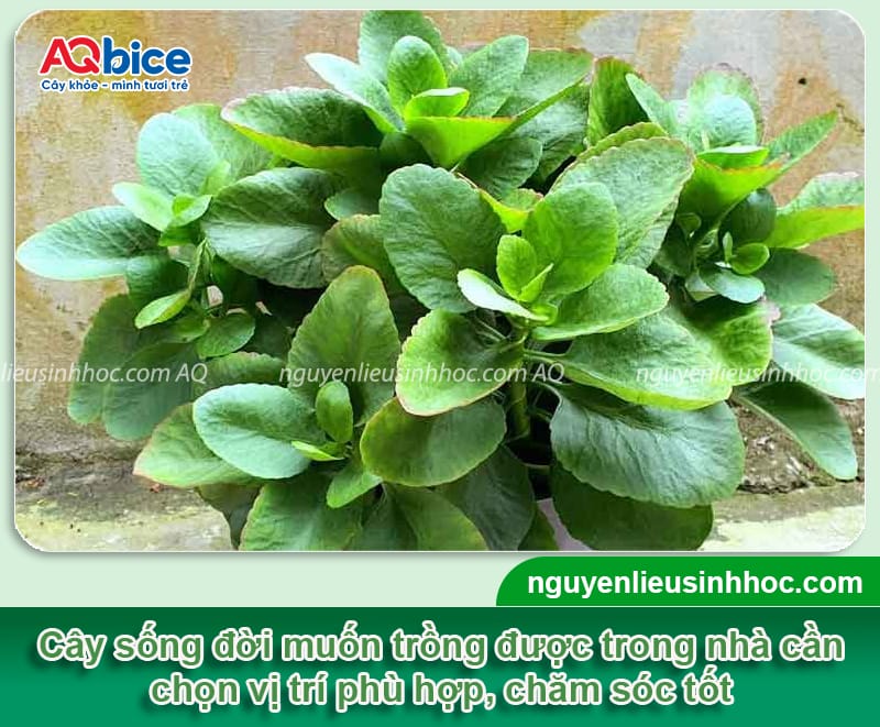 Trồng cây sống đời trong nhà có tốt không và Cách chăm sóc 1 Trồng cây sống đời trong nhà có tốt không và cách chăm sóc