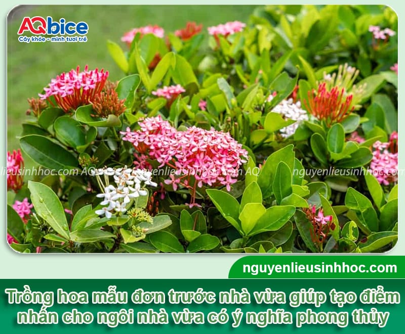 Trồng hoa mẫu đơn trước nhà có tốt không? Có hợp phong thủy