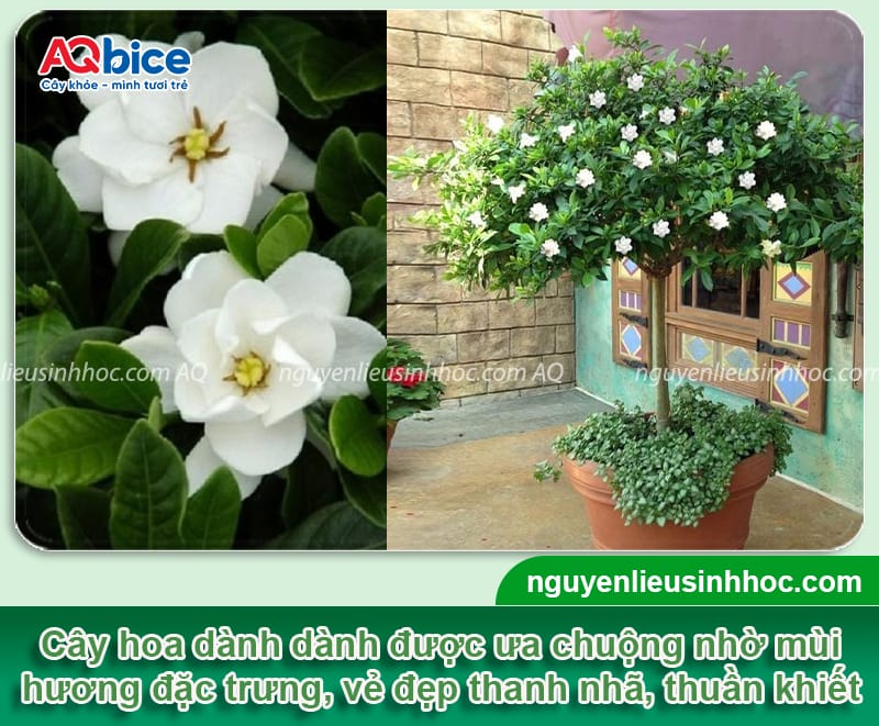 Có nên trồng cây hoa dành dành trước nhà? Cần lưu ý điều gì?