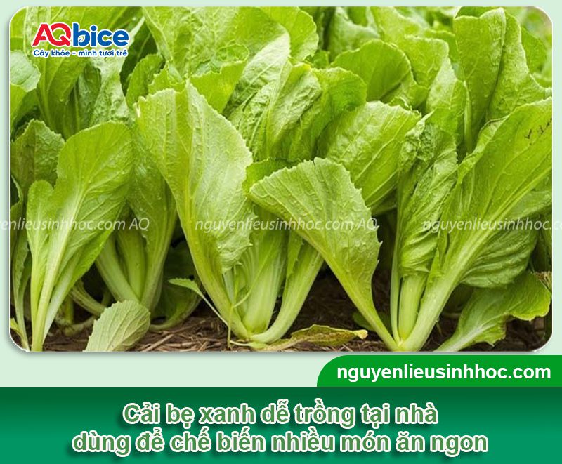 Cải bẹ xanh trồng bao lâu thì thu hoạch? Chăm bón rau sạch