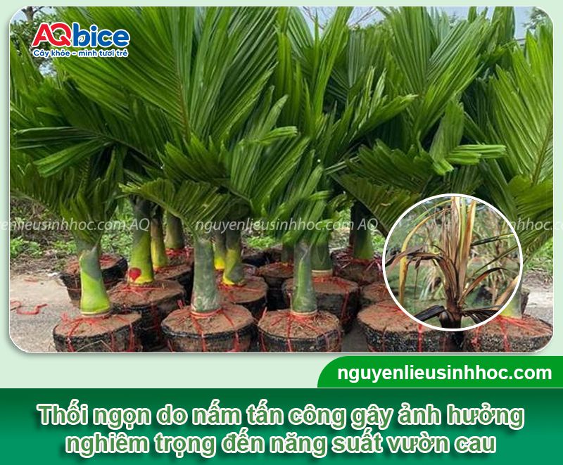 Cây cau bị thối ngọn: Nguyên nhân, biểu hiện, cách khắc phục