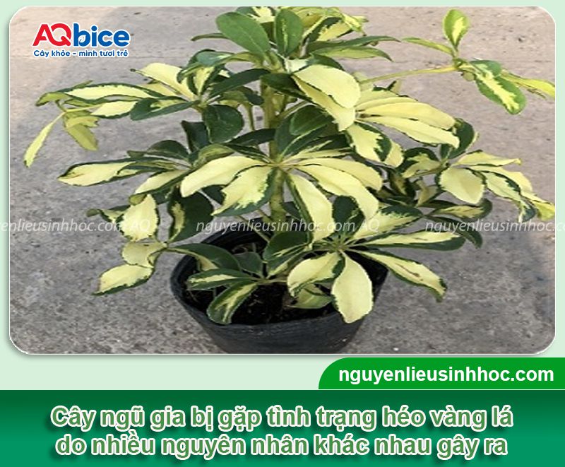 Cây Ngũ Gia Bì bị héo lá: Nguyên nhân và cách khắc phục