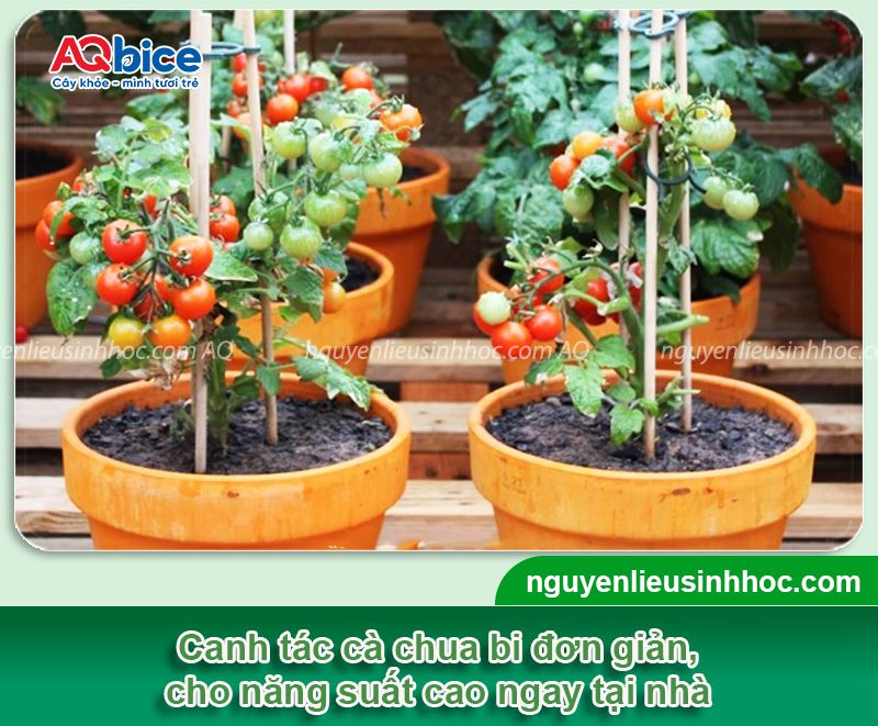 Cách trồng cà chua bi và chăm bón sai trái, ít sâu bệnh