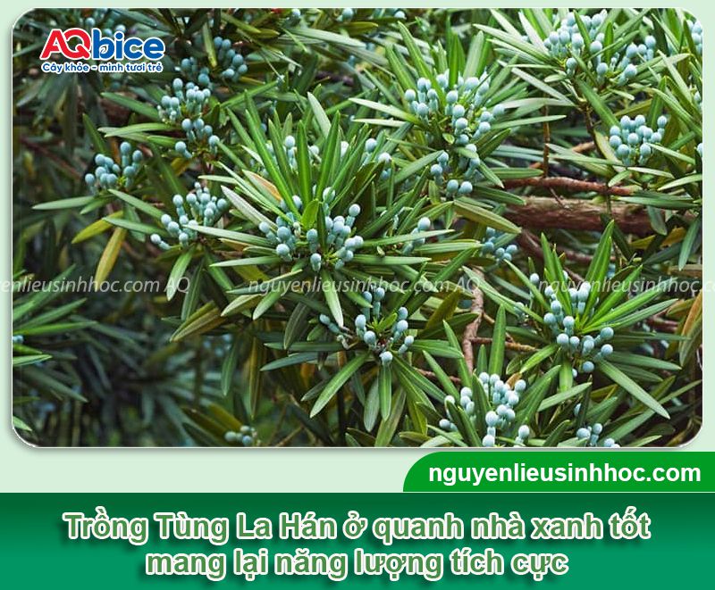 Cách trồng cây Tùng La Hán xanh tốt và ý nghĩa phong thủy