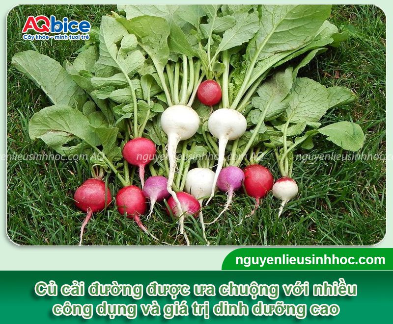 Cách trồng củ cải đường và chăm bón cho củ to, ít sâu bệnh