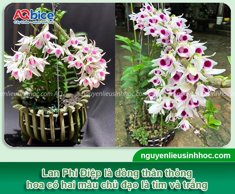 Cách trồng Lan Phi Điệp và chăm bón cho hoa tươi thắm