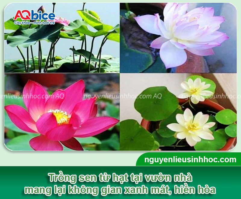 Trồng sen bằng hạt và chăm sóc hoa nở đẹp tại nhà