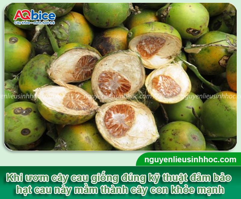 Cách ươm cây cau giống đúng kỹ thuật ngay tại nhà