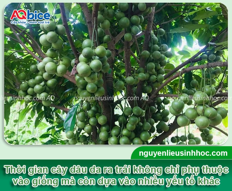 Cây dâu da trồng bao lâu có trái? Cách giúp cây đậu sai quả