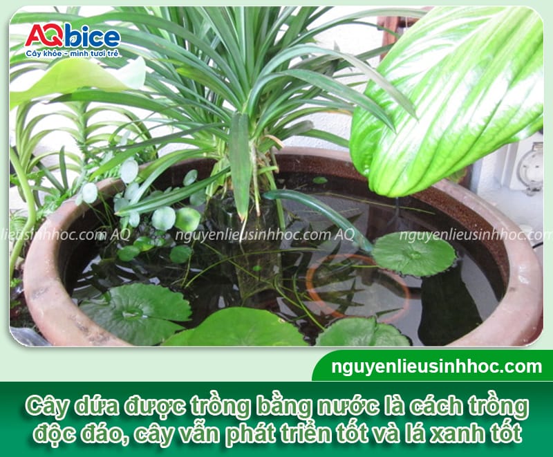 Cây lá dứa trồng thủy sinh: Cách trồng và chăm sóc hiệu quả