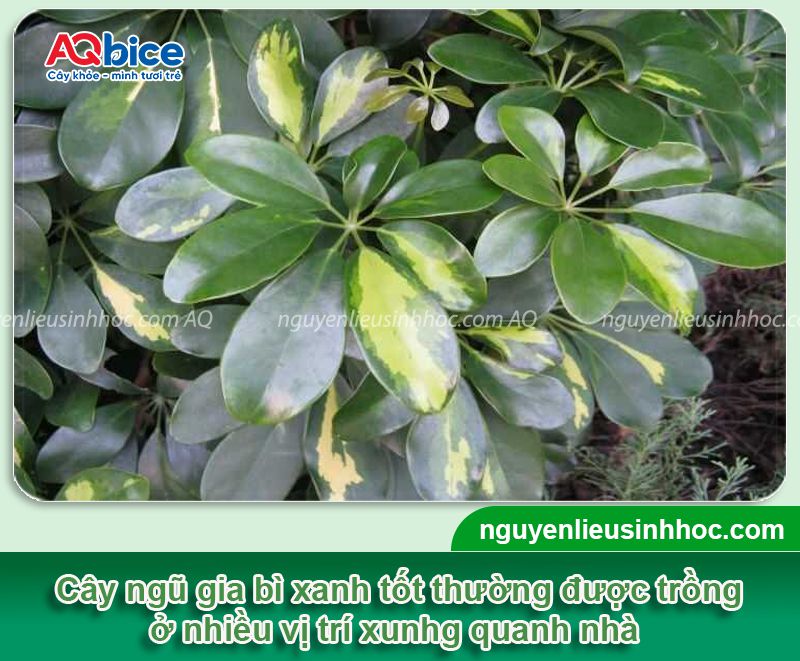 Trồng cây Ngũ Gia Bì trước nhà có tốt không? Vị trí phù hợp 1 Trồng cây Ngũ Gia Bì trước nhà có tốt không? Vị trí phù hợp