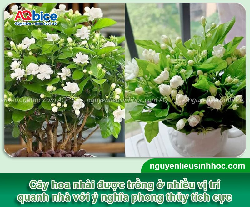 Trồng hoa nhài trước nhà có tốt không? Vị trí phù hợp