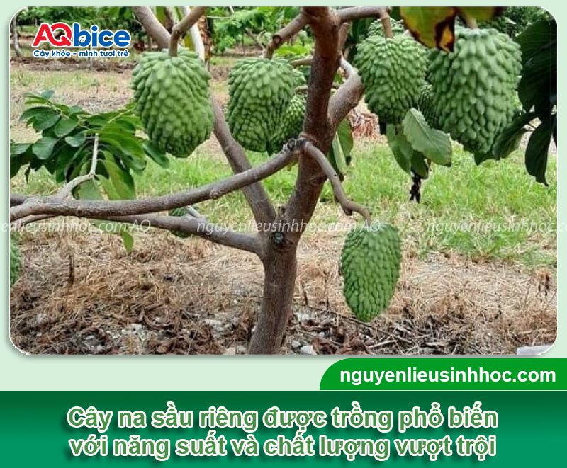 Kỹ thuật trồng na sầu riêng và chăm bón năng suất cao