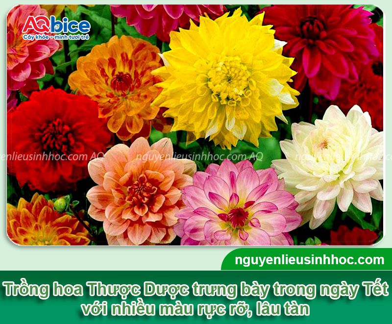 Trồng hoa Thược Dược nở đúng Tết 2026 và dưỡng hoa tươi lâu