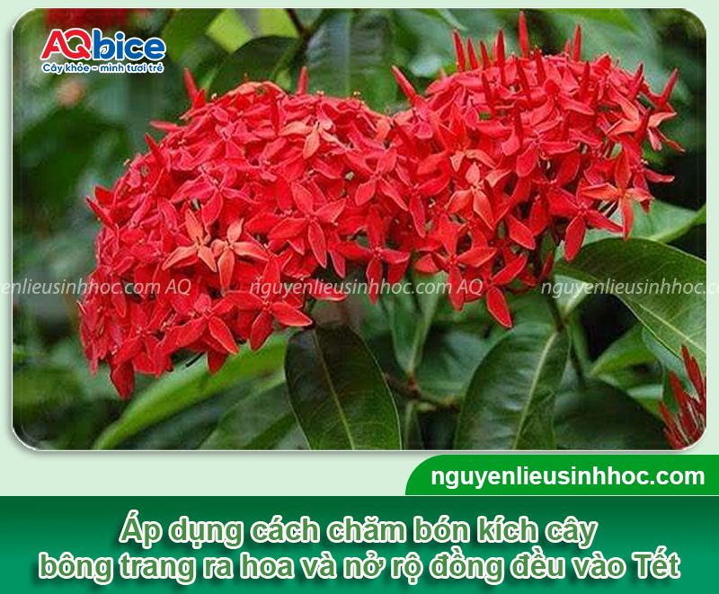 Cách kích bông trang ra hoa rực rỡ để đón Tết 2026 1 Kích bông trang ra hoa rực rỡ đón Tết 2026 đơn giản tại nhà