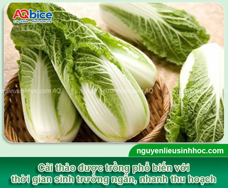Cải thảo trồng bao lâu thì thu hoạch năng suất cao, ít sâu bệnh
