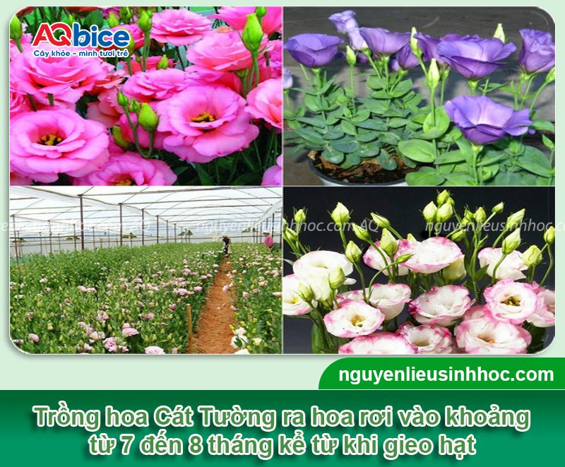 Hoa Cát Tường trồng bao lâu ra hoa? Chăm hoa nở rộ đón Tết