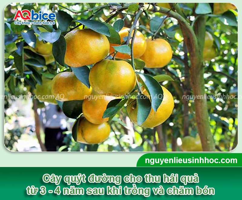 Cây quýt đường trồng bao lâu có trái? Cách kích trái ra nhiều 1 Cây quýt đường trồng bao lâu có trái? Cách kích trái ra nhiều