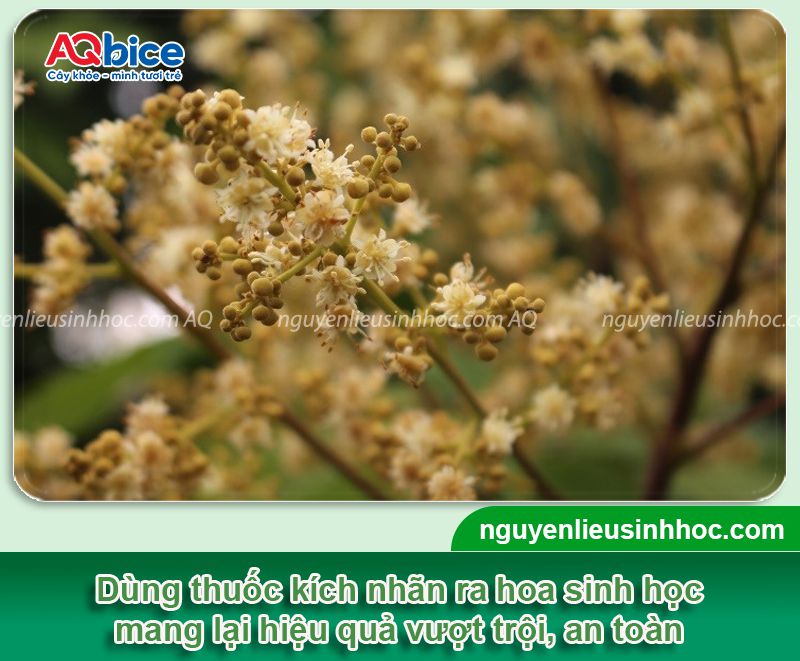 Thuốc kích nhãn ra hoa đồng loạt, tăng năng suất trái 1 Thuốc kích nhãn ra hoa đồng loạt, tăng năng suất trái