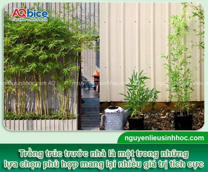 Trồng trúc trước nhà có tốt không? Ý nghĩa phong thủy 1 Trồng trúc trước nhà có tốt không? Ý nghĩa phong thủy