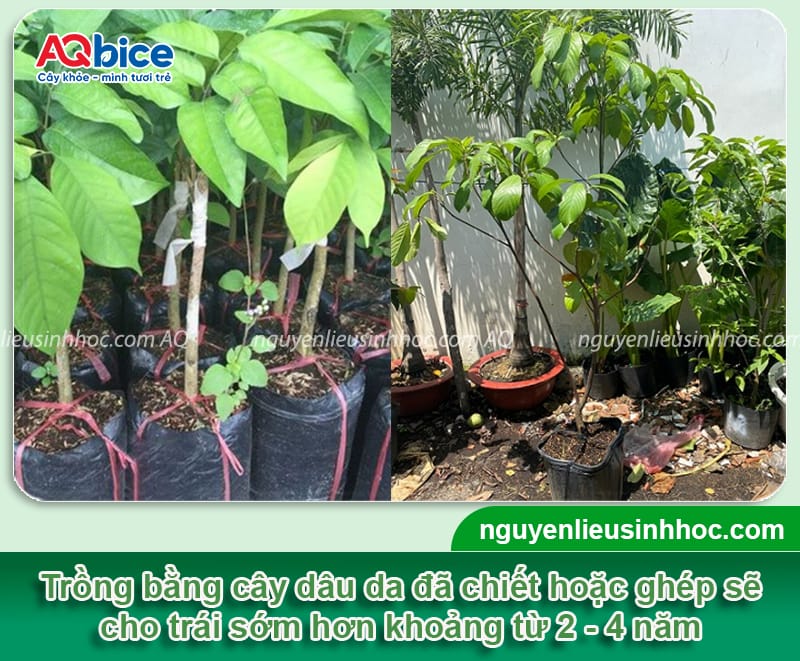 Cây dâu da trồng bao lâu có trái? Cách kích cây ra trái 4 Cây dâu da trồng bao lâu có trái? Cách giúp cây đậu sai quả