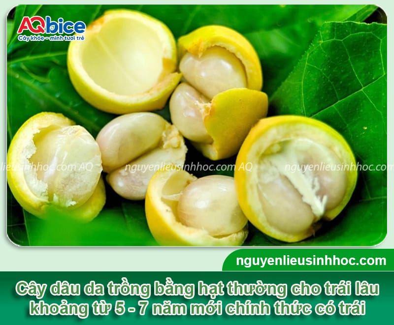 Cây dâu da trồng bao lâu có trái? Cách kích cây ra trái 3 Cây dâu da trồng bao lâu có trái? Cách giúp cây đậu sai quả