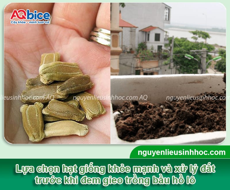 Trồng bầu hồ lô vừa lấy quả ăn, vừa để trang trí phong thủy