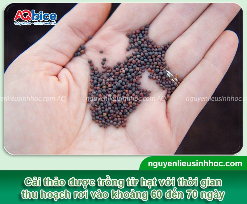 Cải thảo trồng bao lâu thì thu hoạch năng suất cao, ít sâu bệnh