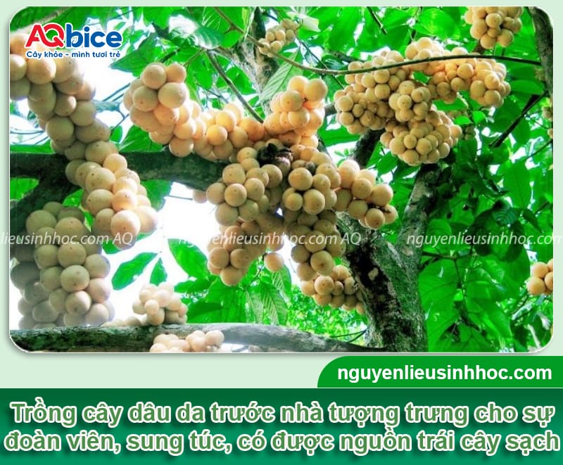 Trồng cây dâu da trước nhà có tốt không? Ý nghĩa phong thủy